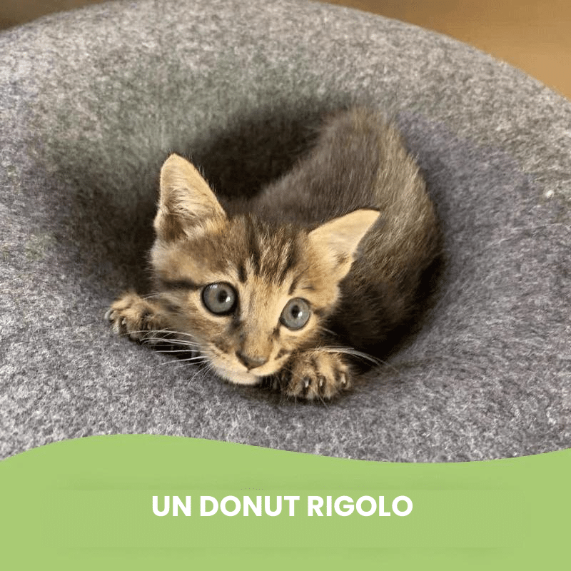 Grotte à chat Cachou