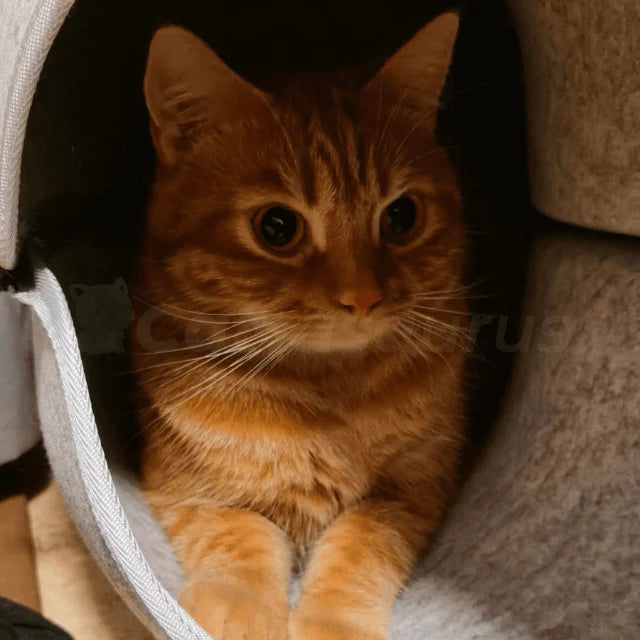 Grotte à chat Cachou