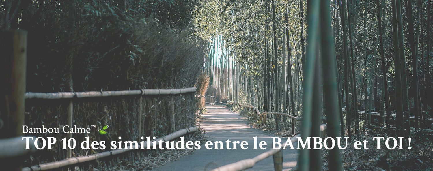 top 10 similitudes entre bambou et toi bambou calme