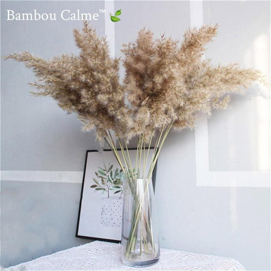 Lot d'herbes séchées pampas BIO | Bambou Calme